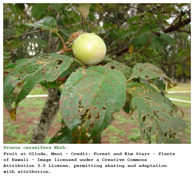 Prunus cerasifera Ehrh.